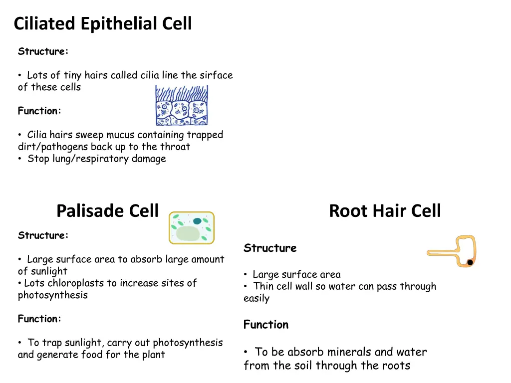 ciliated epithelial cell 1