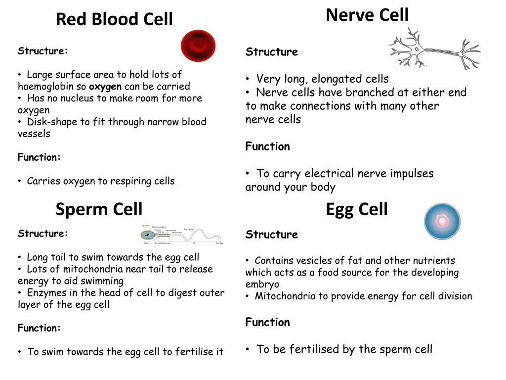 nerve cell