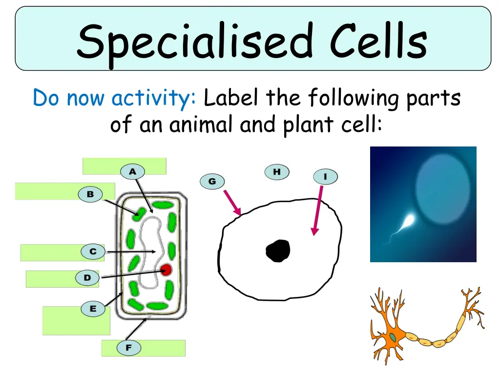 specialised cells do now activity label