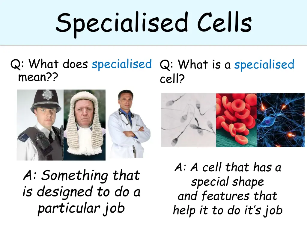 specialised specialised specialised cells