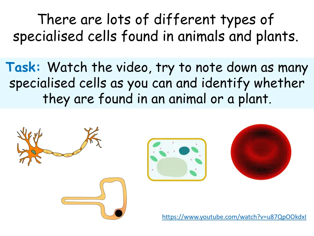 there are lots of different types of specialised