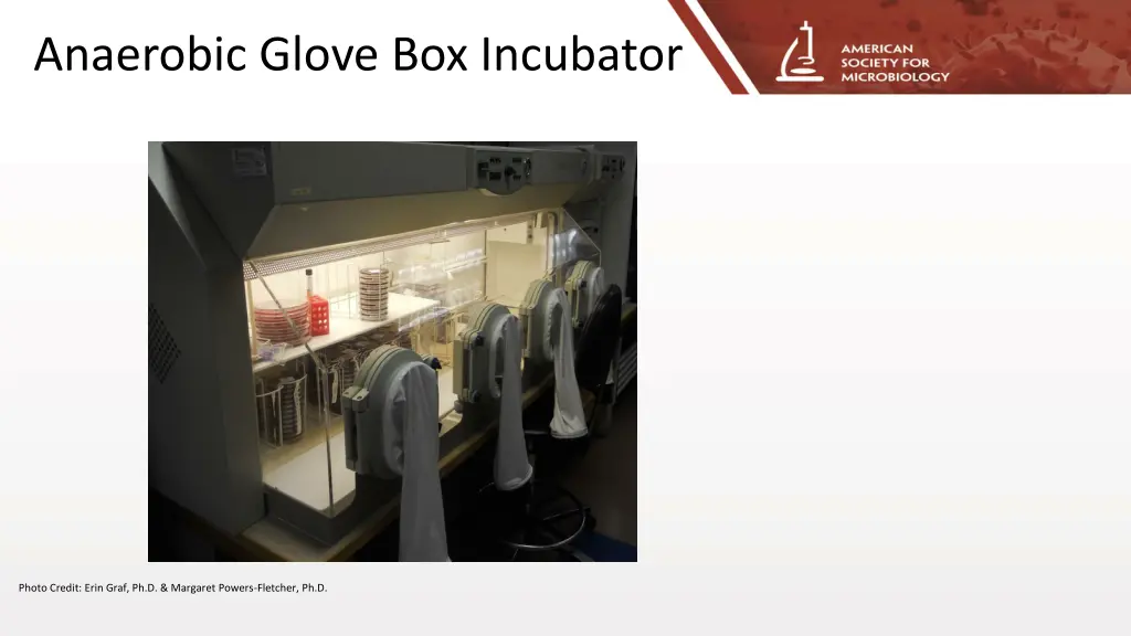 anaerobic glove box incubator