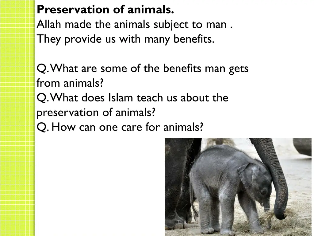 preservation of animals allah made the animals