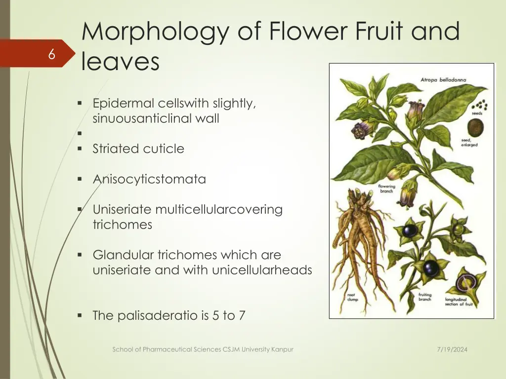 morphology of flower fruit and leaves