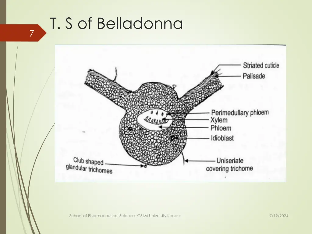 t s of belladonna