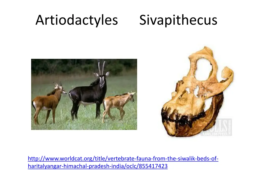 artiodactyles sivapithecus