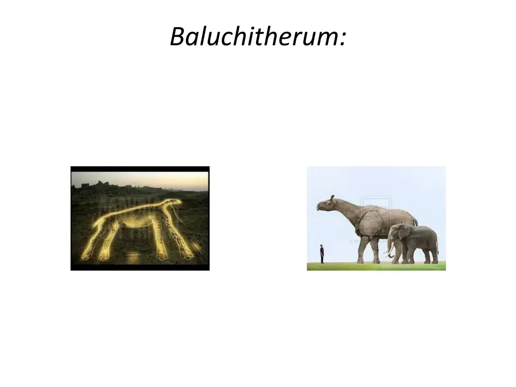 baluchitherum