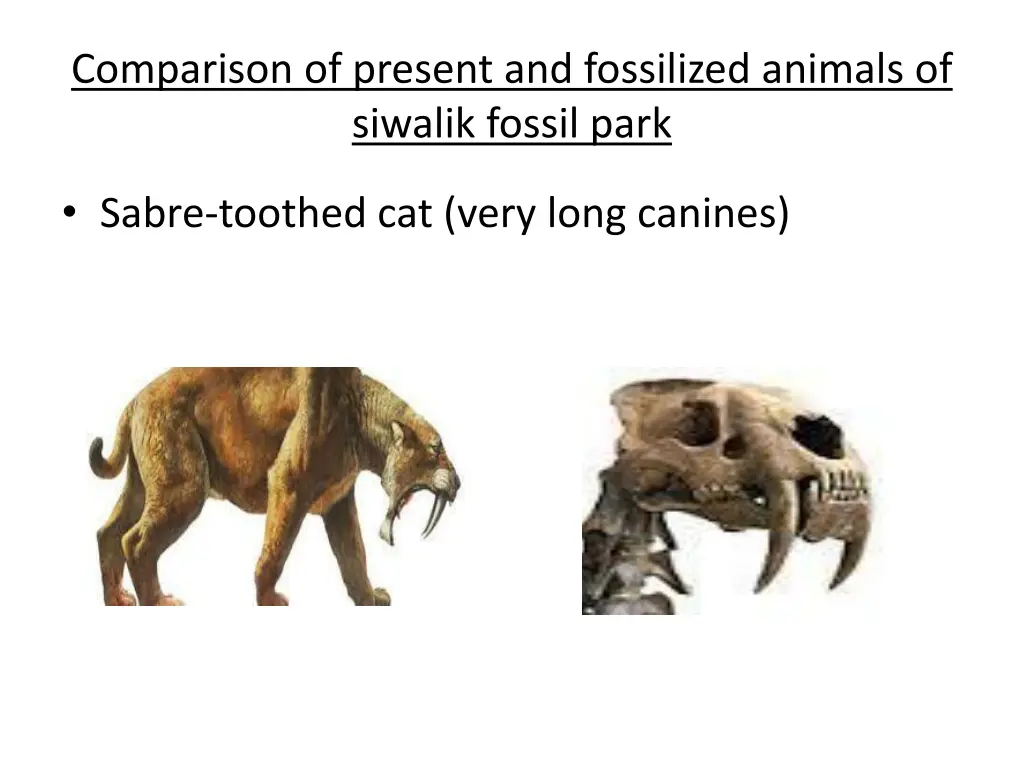 comparison of present and fossilized animals