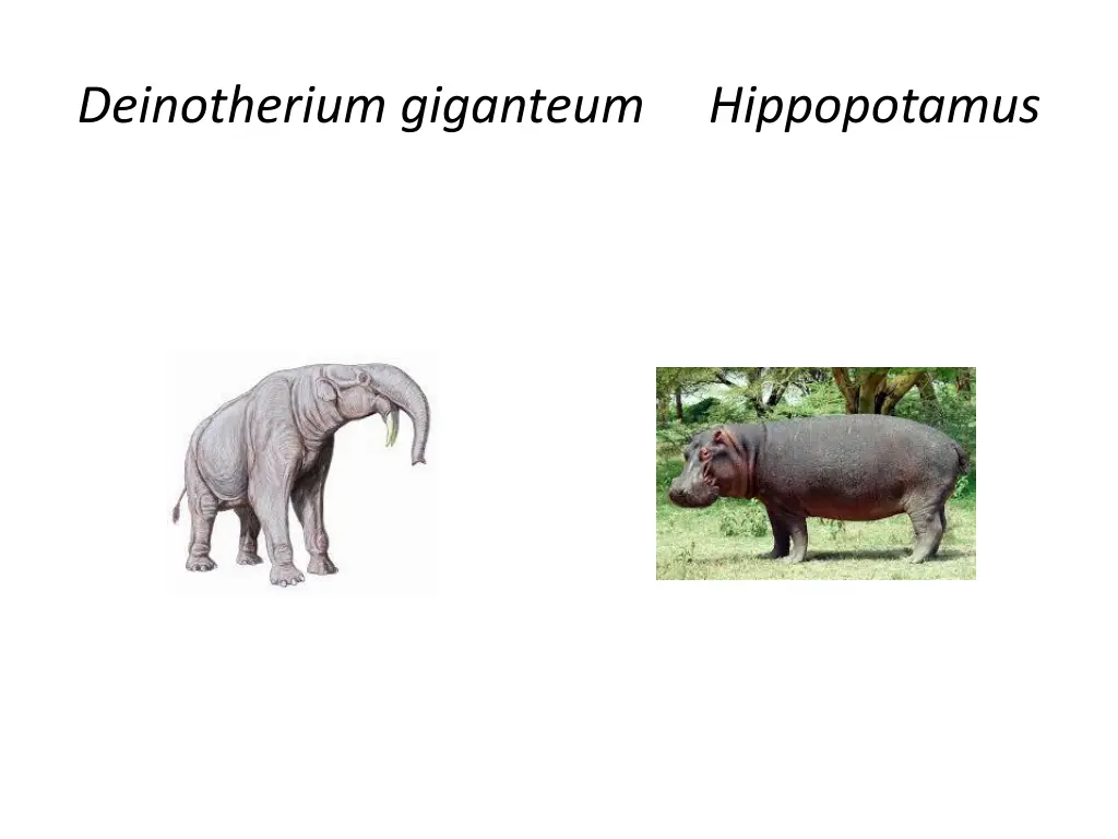 deinotherium giganteum hippopotamus