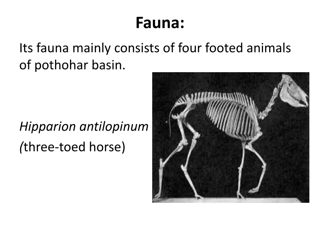 fauna