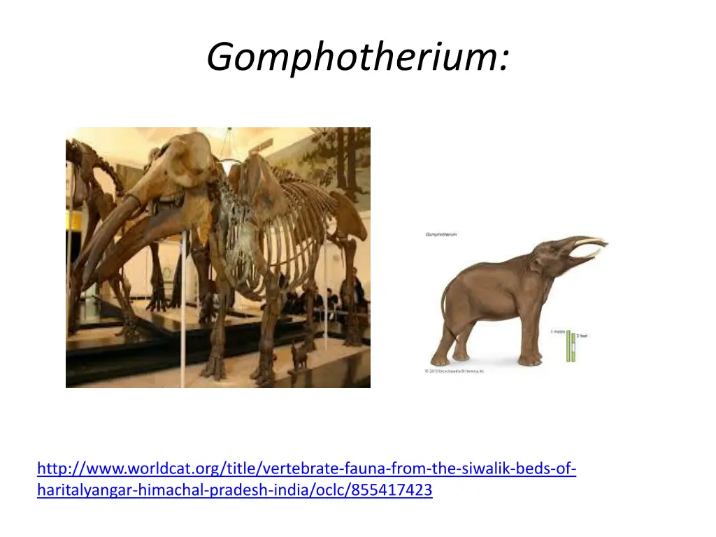 gomphotherium