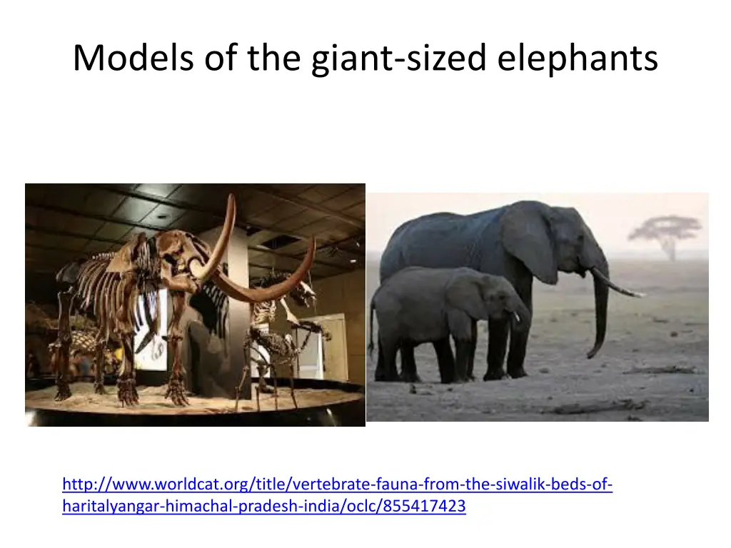 models of the giant sized elephants