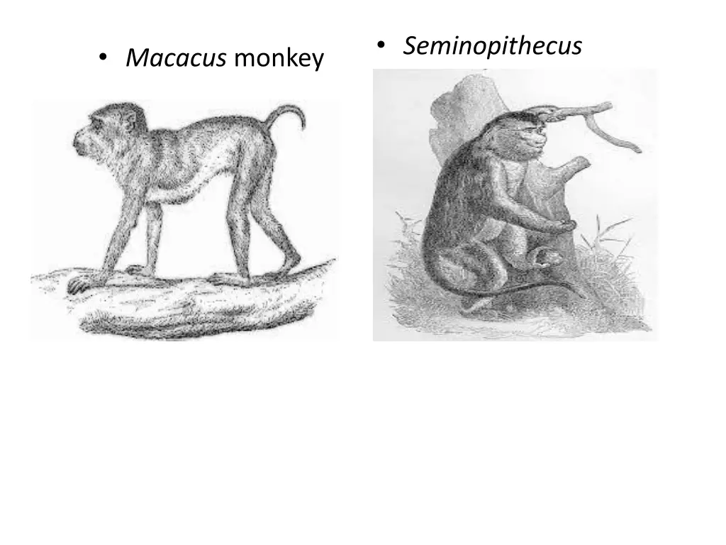 seminopithecus ape