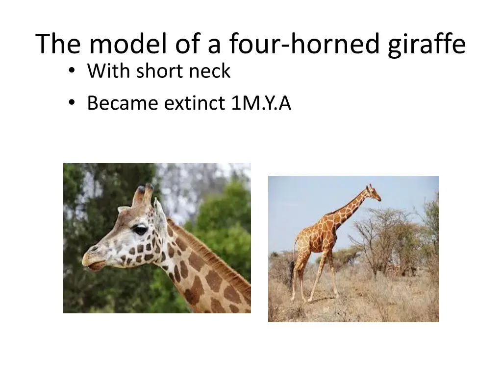 the model of a four horned giraffe with short