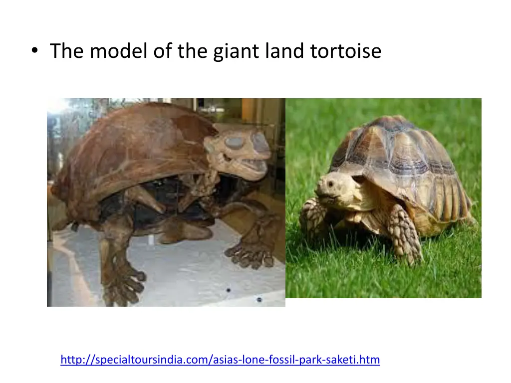 the model of the giant land tortoise