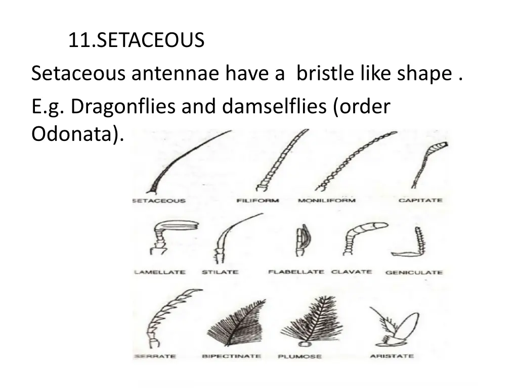 11 setaceous setaceous antennae have a bristle