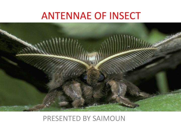 antennae of insect