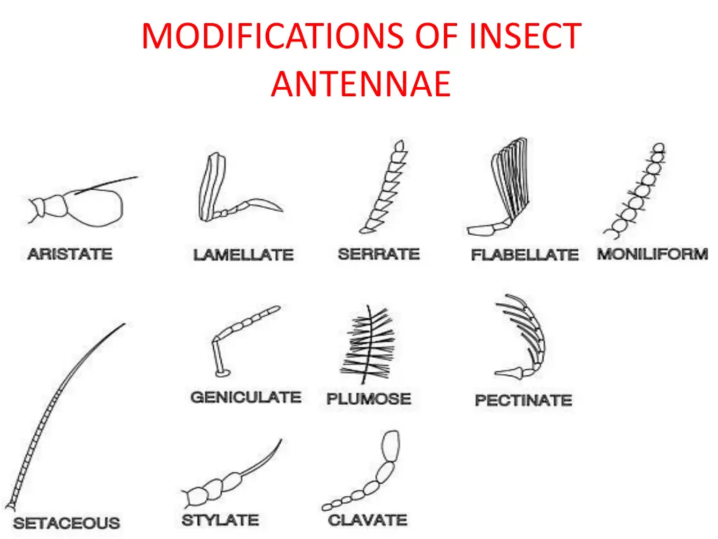 modifications of insect antennae