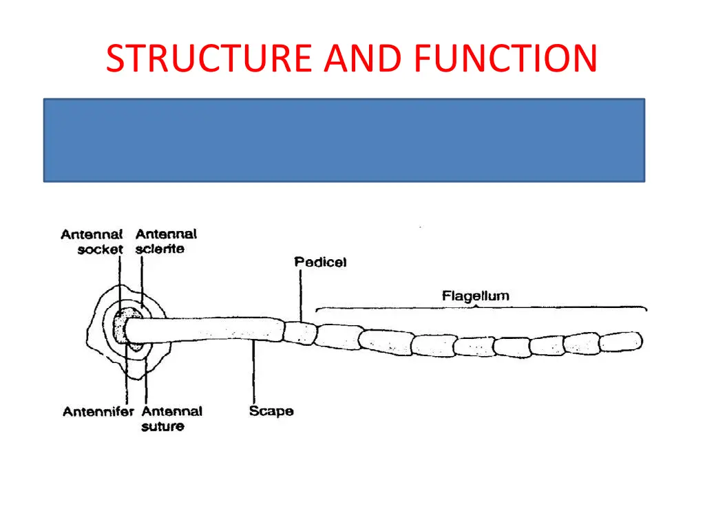 structure and function