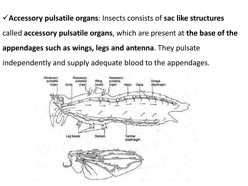 accessory pulsatile organs insects consists