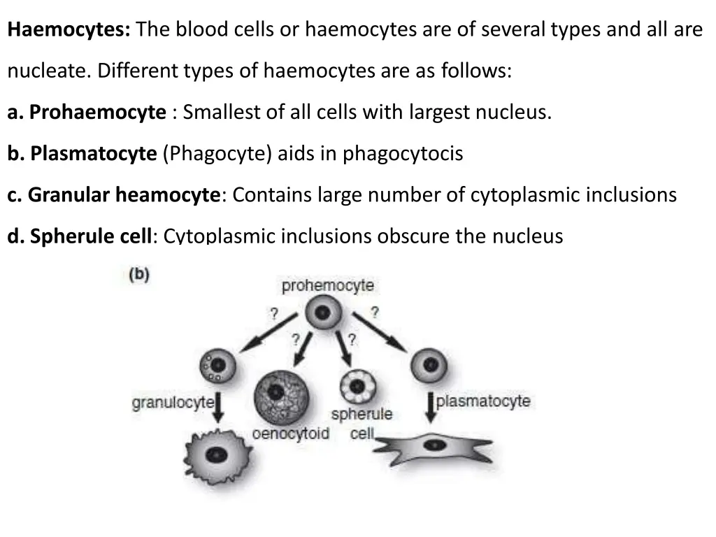 haemocytes the blood cells or haemocytes