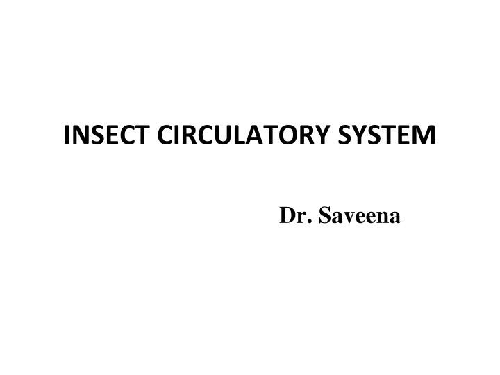 insect circulatory system