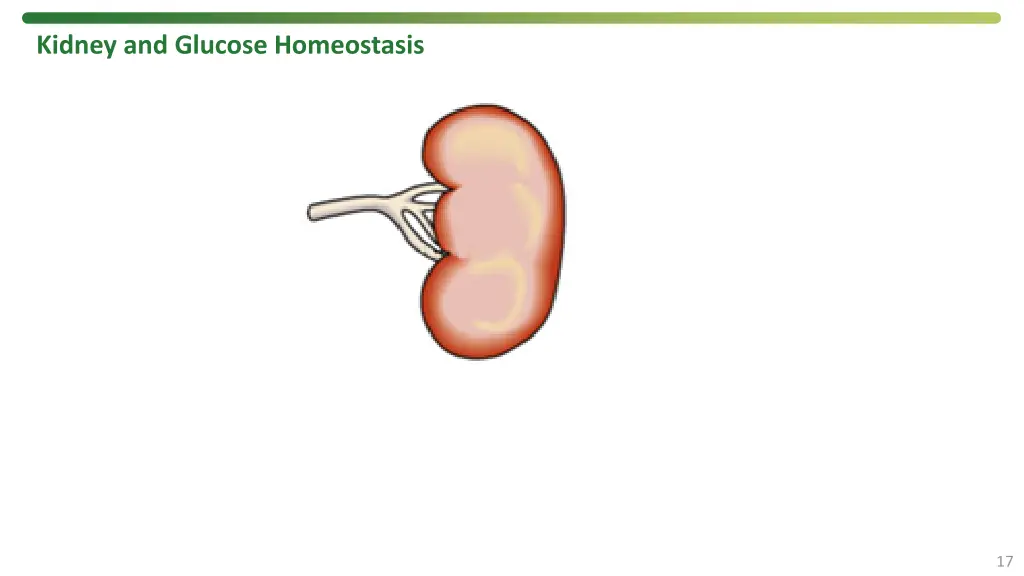 kidney and glucose homeostasis