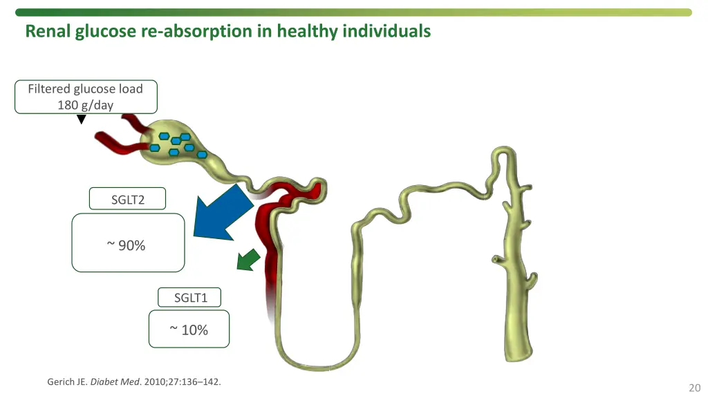 renal glucose re absorption in healthy individuals