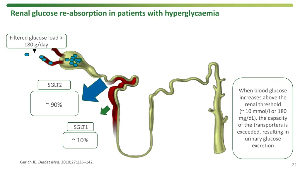 renal glucose re absorption in patients with