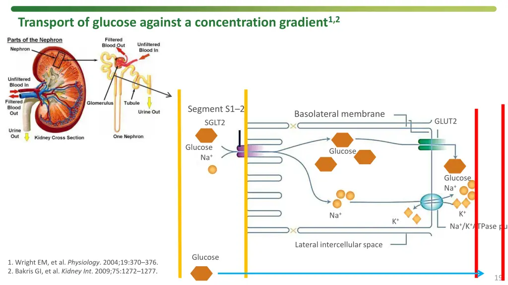 transport of glucose against a concentration