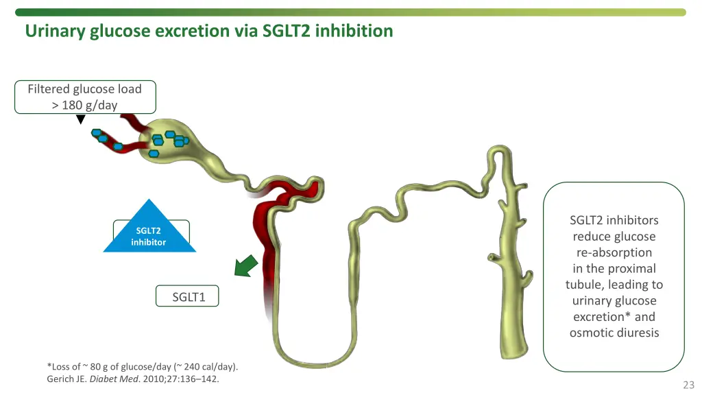 urinary glucose excretion via sglt2 inhibition