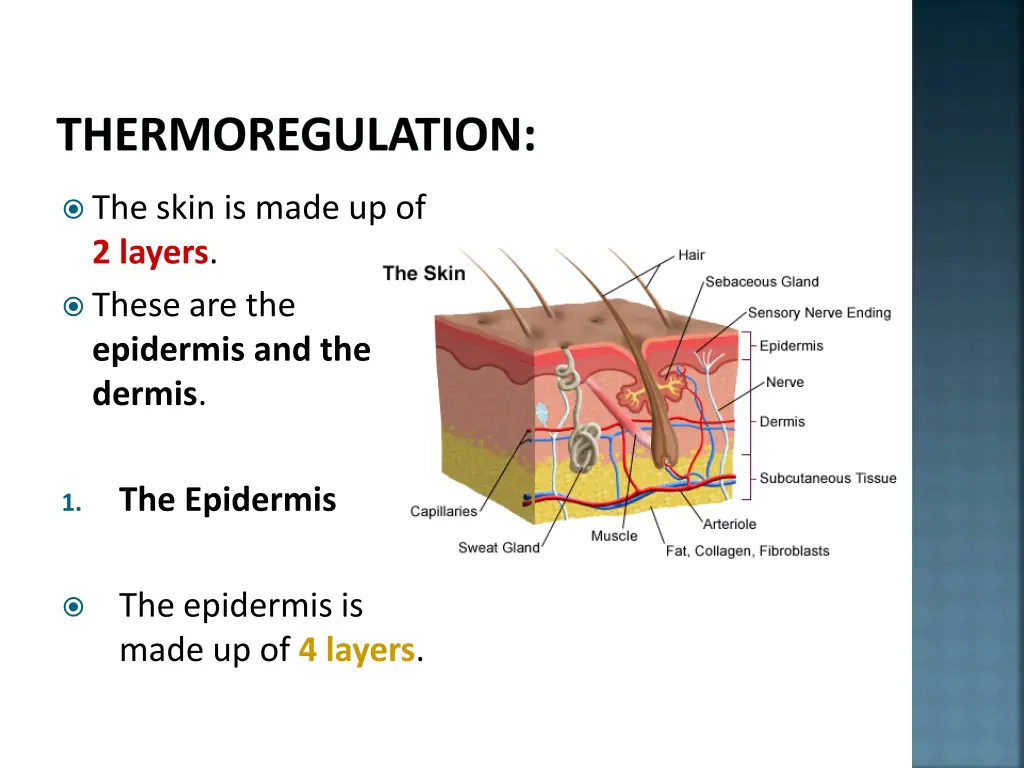 thermoregulation 1