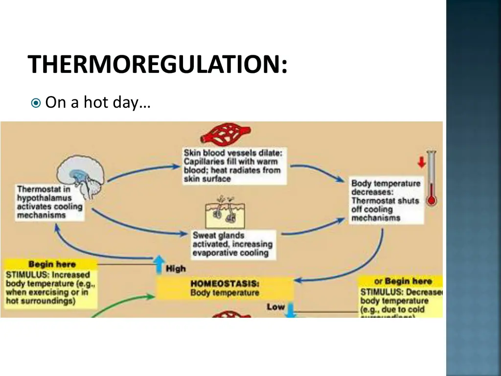 thermoregulation 11