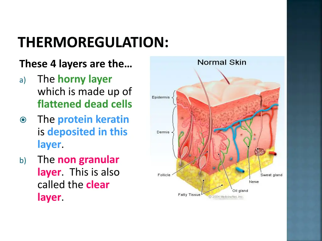 thermoregulation 2