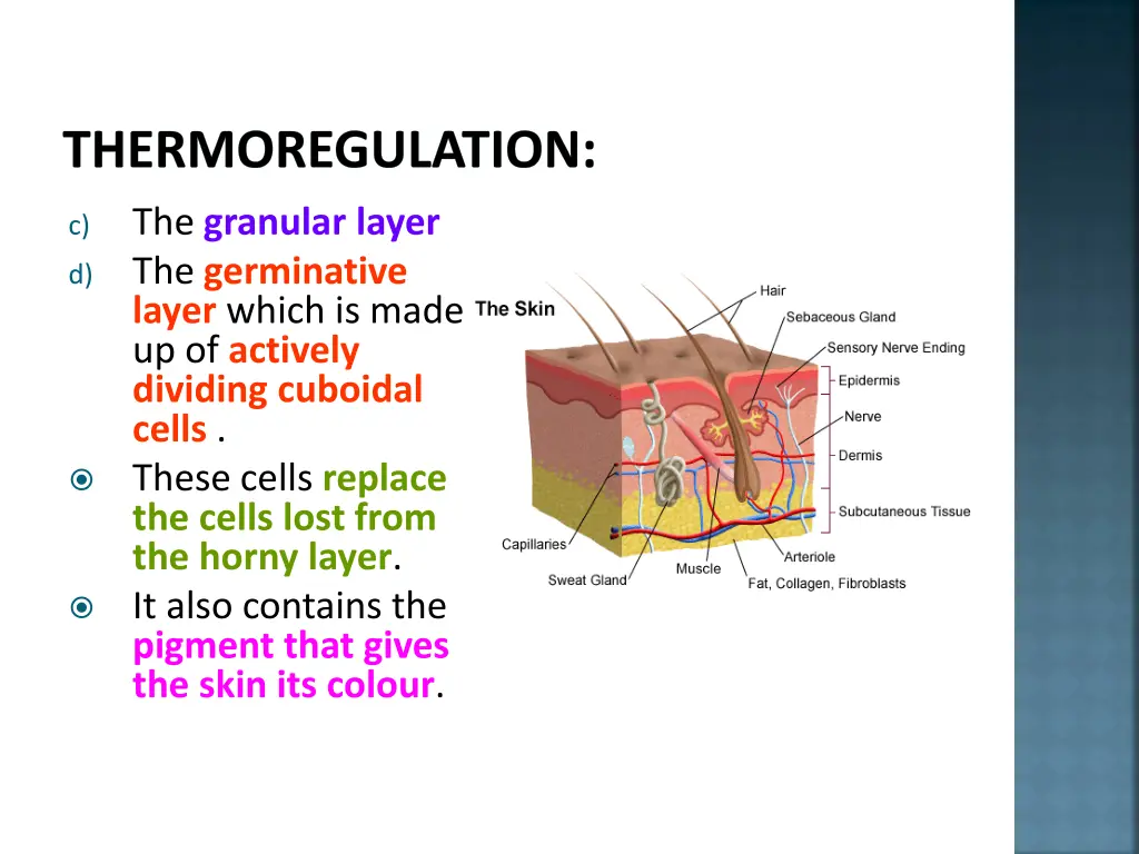 thermoregulation 3