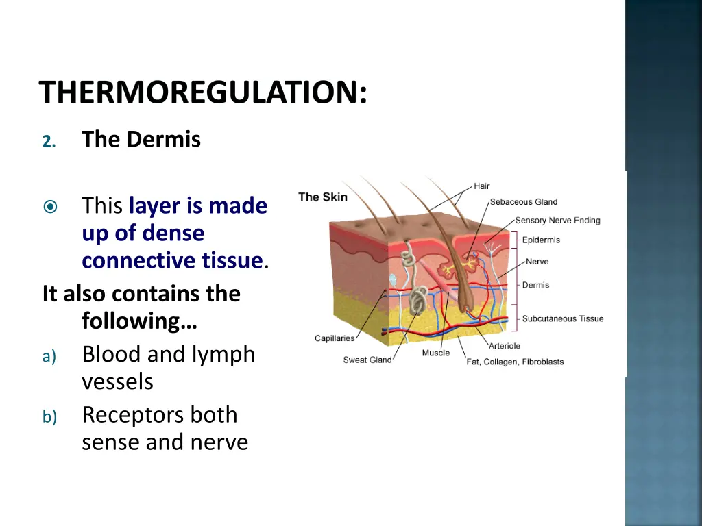 thermoregulation 4