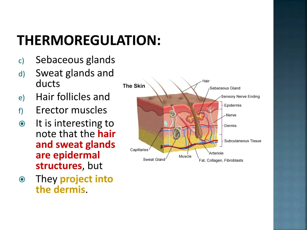 thermoregulation 5