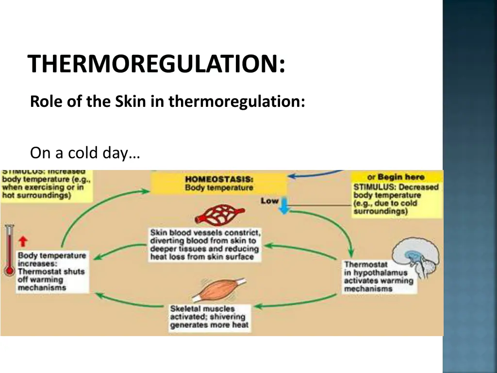 thermoregulation 8