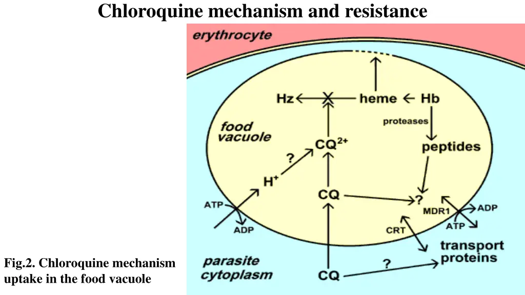 chloroquine mechanism and resistance 1