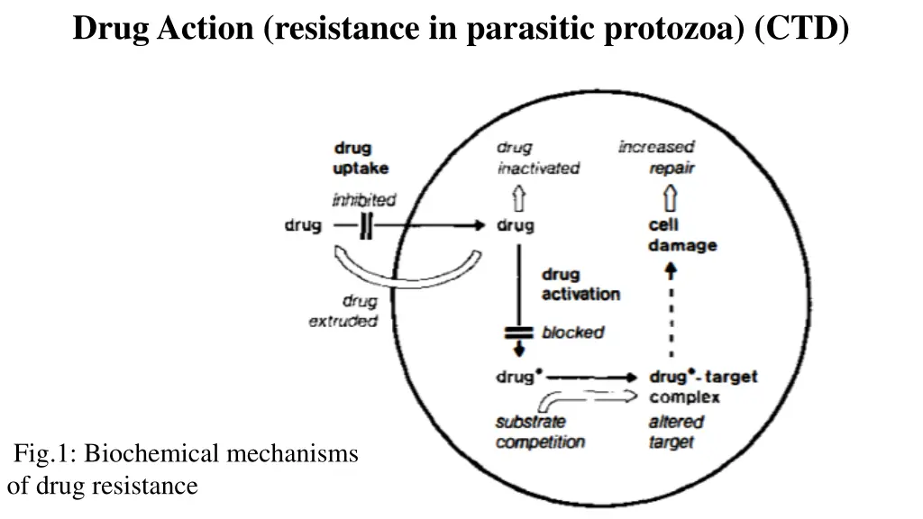 drug action resistance in parasitic protozoa ctd 3