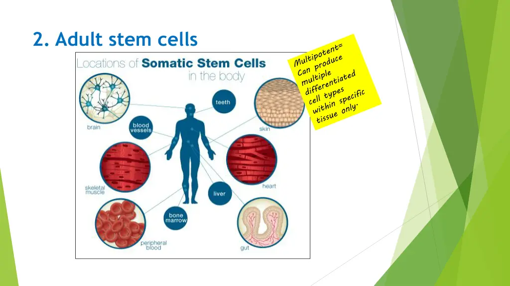 2 adult stem cells