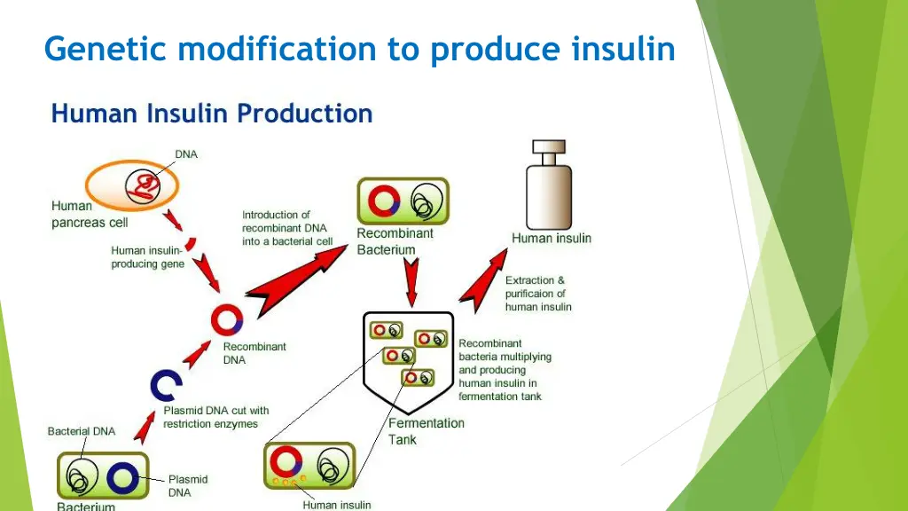 genetic modification to produce insulin