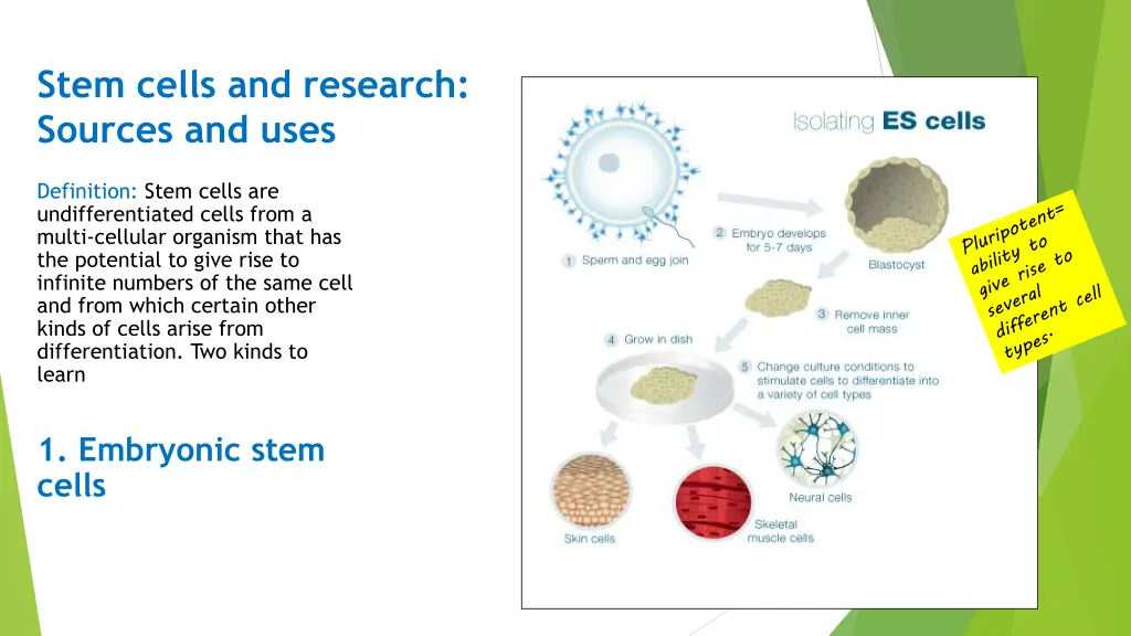 stem cells and research sources and uses