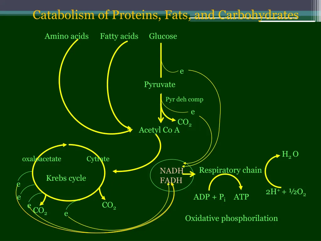 catabolism of proteins fats and carbohydrates