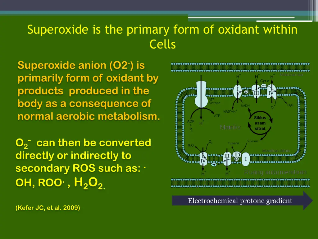 superoxide is the primary form of oxidant within