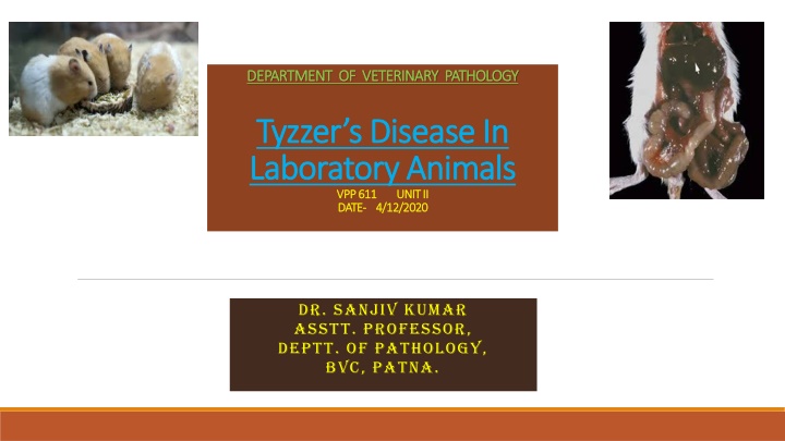 department of veterinary pathology department