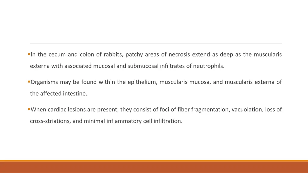 in the cecum and colon of rabbits patchy areas