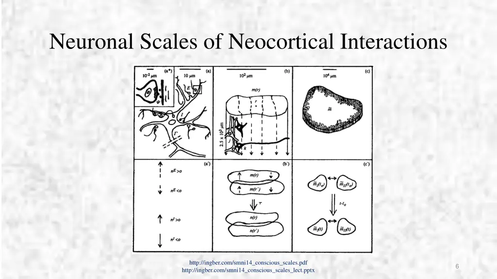 neuronal scales of neocortical interactions