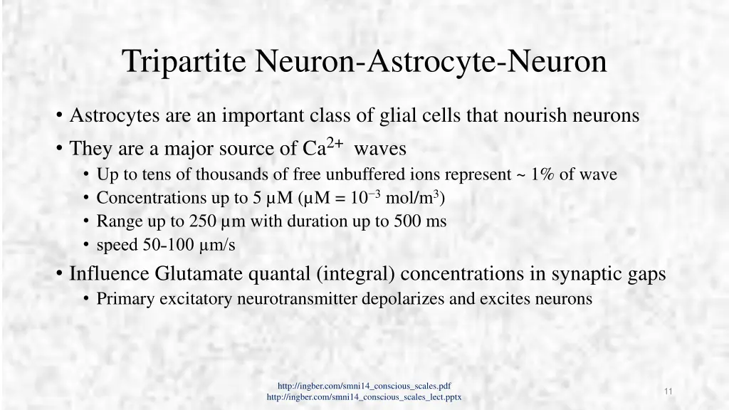 tripartite neuron astrocyte neuron