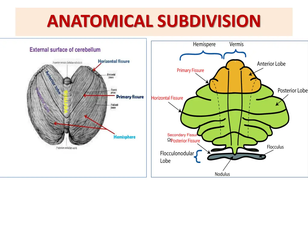 anatomical subdivision 1